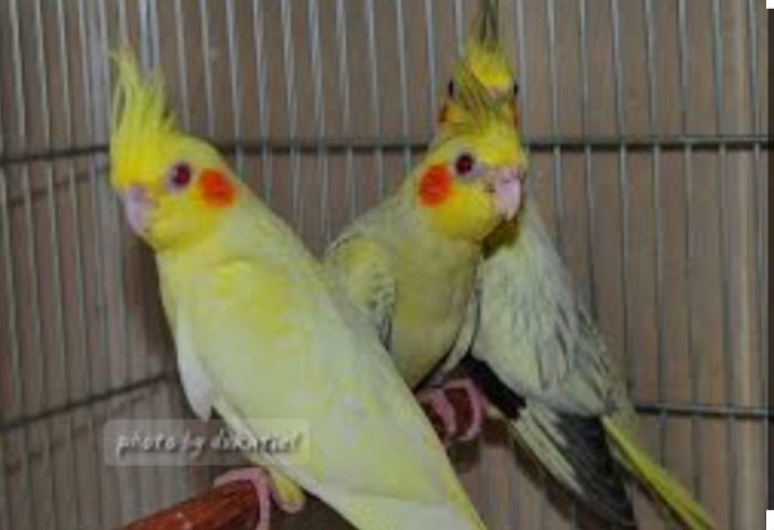 Oiseaux calopssit طيور كلوبسيت