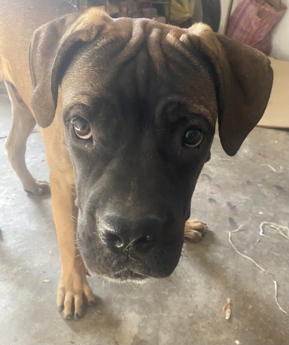 Magnifique chiot Presa Canario mâle à vendre 🐾