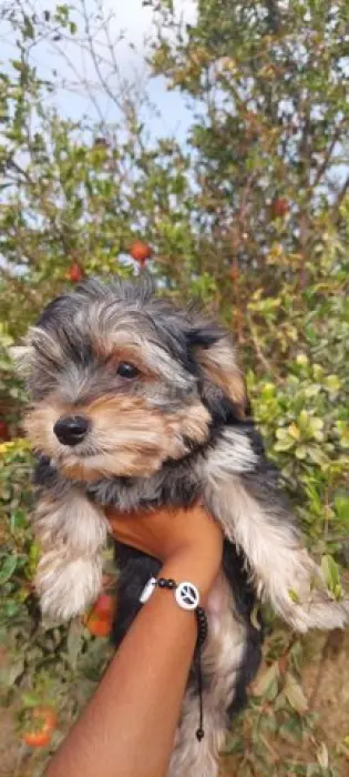 Bichon style Yorkshire