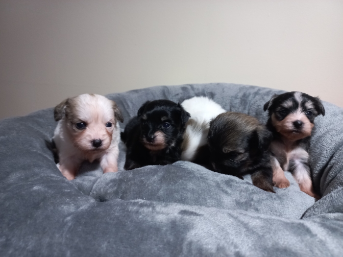 Chiots Bichons Havanais