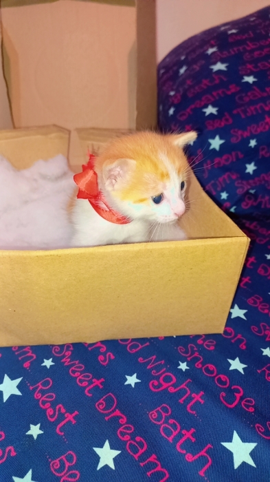 Châteaux pour adopter