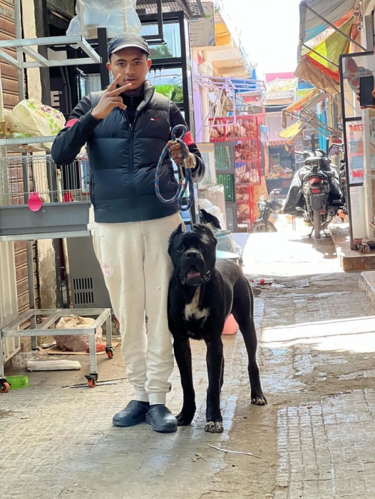 Cane corso