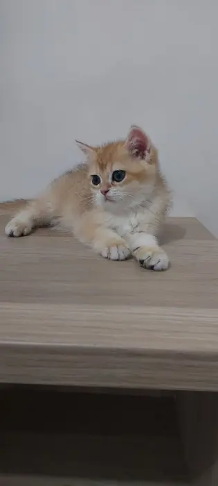 Chatons pure race Golden British