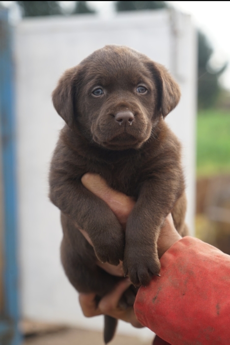 Labrador Chocolat