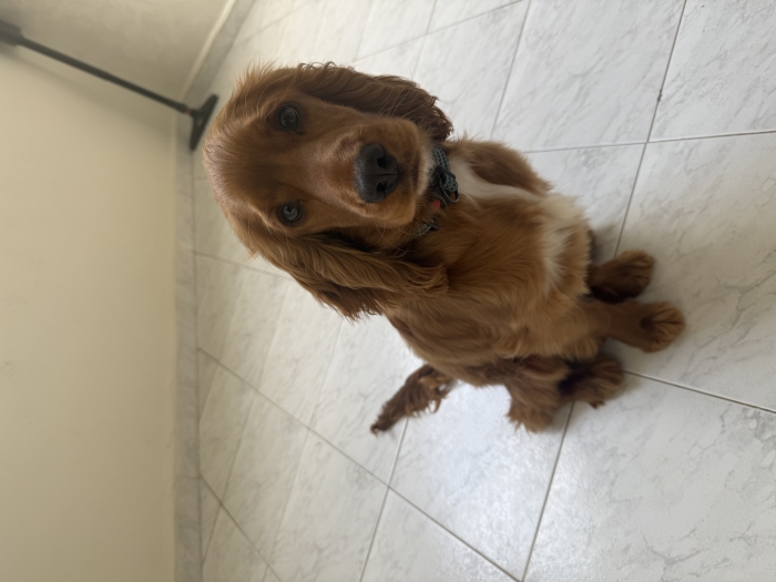 Cocker Anglais 6 mois