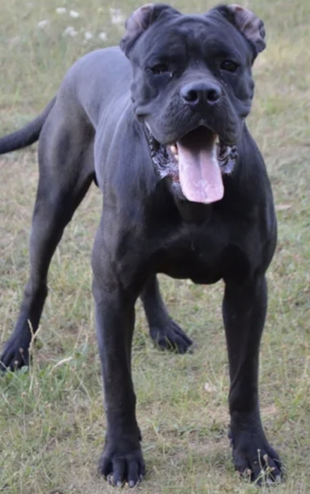 Canecorso