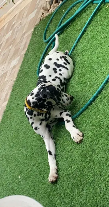 Chiot dalmatien