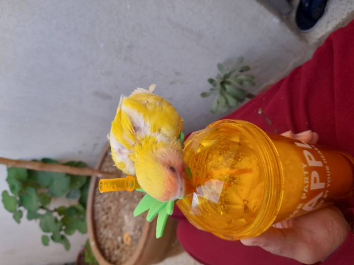 Insepabel rouz lutino