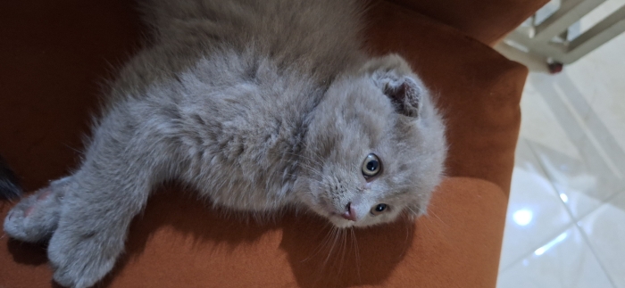 Scottish fold & british