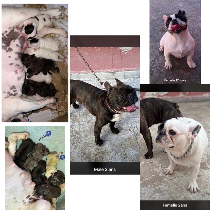 Chiots de bouledogues et d’autres adultes très bon prix