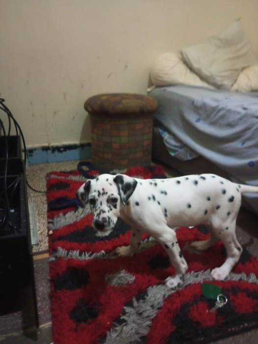 Dalmatien