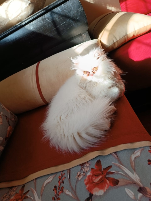 Chat persan moon face