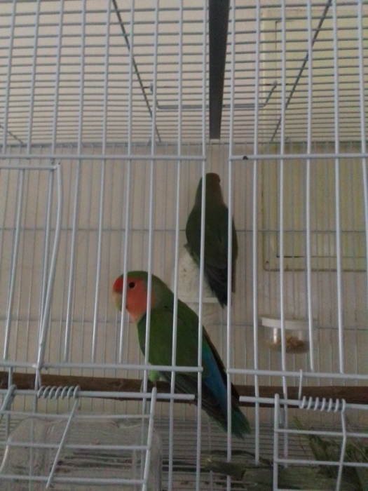 Couple inseparable roze