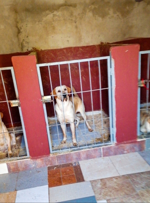 Mâle reproducteur Labrador