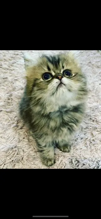 Jumelles persans chinchilla golden et silver