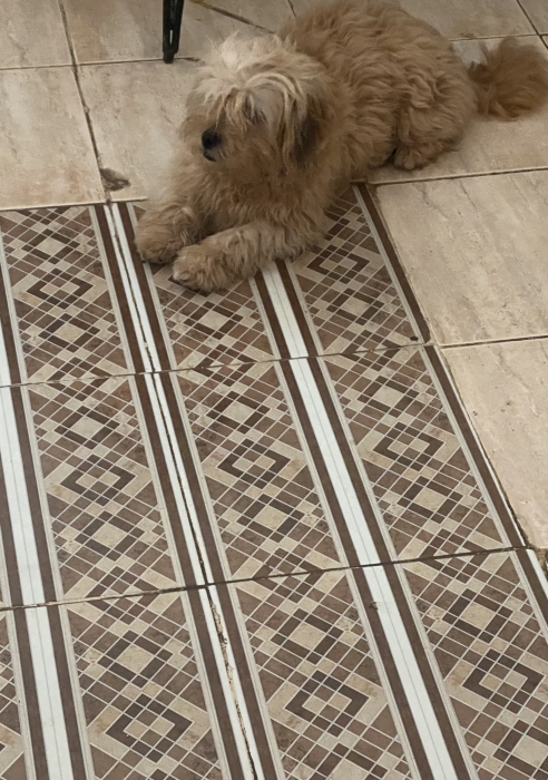 Bichon havanais pure race