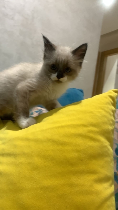 Chat croisé entre persan et siamoi