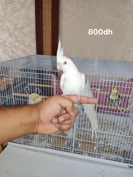 Kinin aadi des Calopsit mdrisin Casablanca Aîn chok