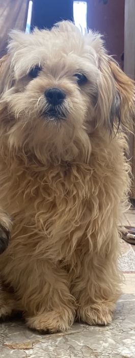 Bichon pure vacciné