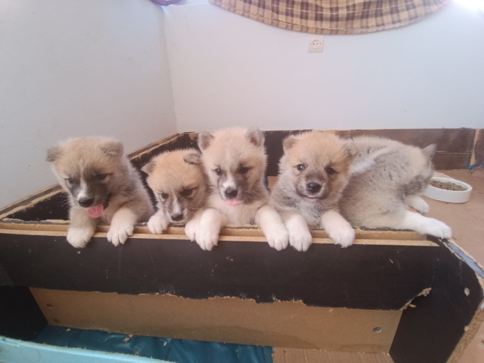 Disp chiot akita inu