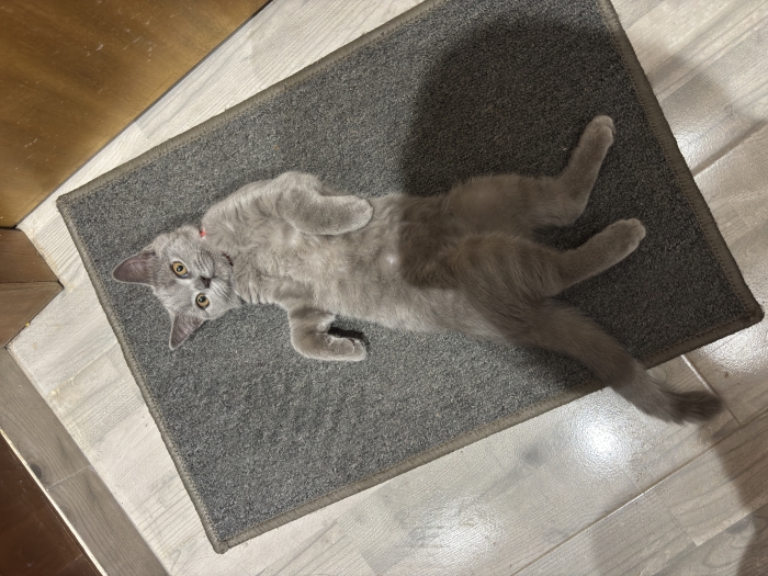 British shorthair