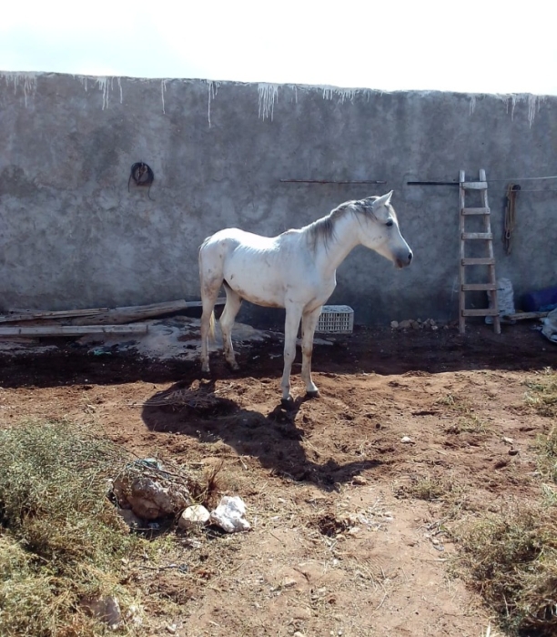 2 chevaux pur-sang agadir