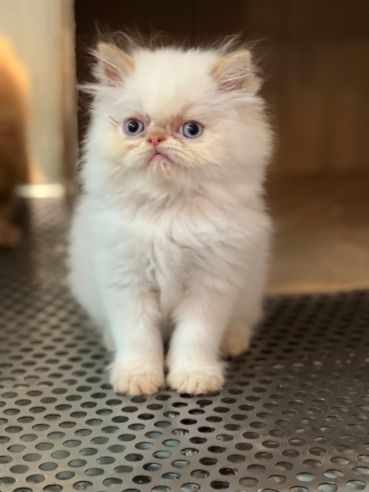 un chaton de race Persan ou Himalayen