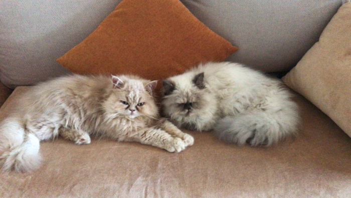 Magnifiques couple persan