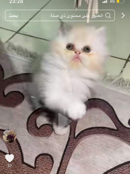 Chatons persan mâle et femelle