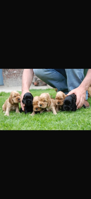 Chiots cocker spaniel