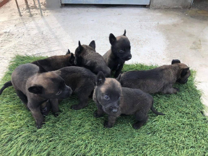 Chiots Malinois charbonne pur race