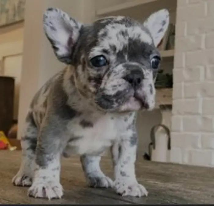Buldog français black merle