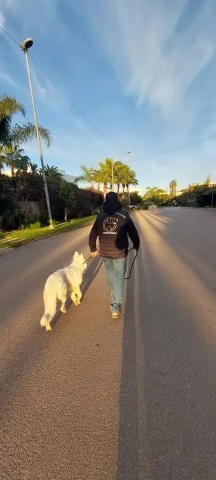 Dog walker à Casablanca et rabat