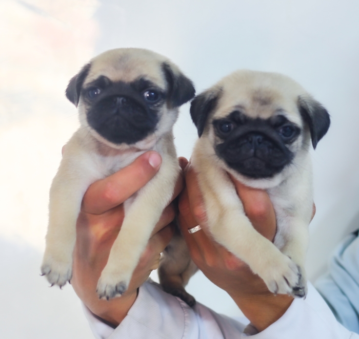 Disponibles magnifiques chiots carlin