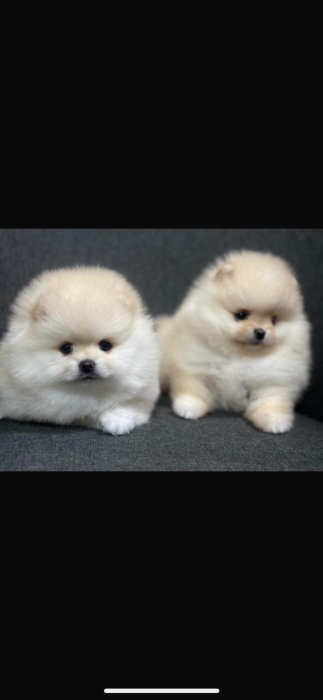 spitz nain loulou de pomeranie