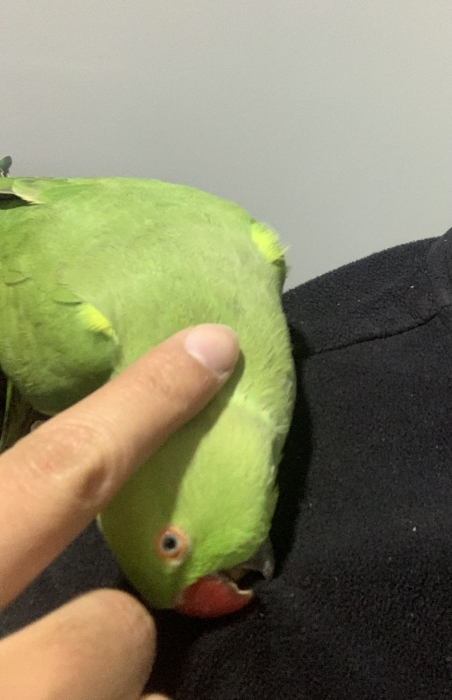 Belle Perruche a Collier bien dressée