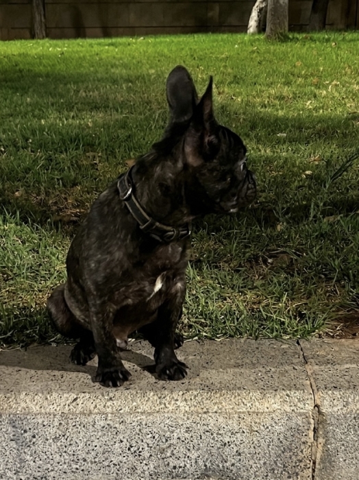 Magnifique Chiot Bouledogue Français Brindle (4 mois) - Vacciné