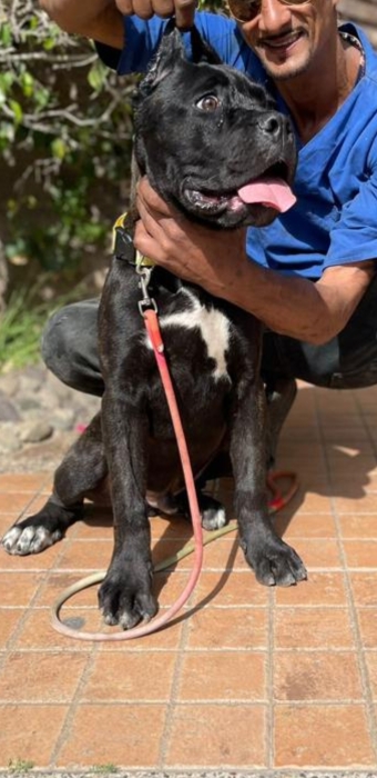 Chiot cane corso pédigrée