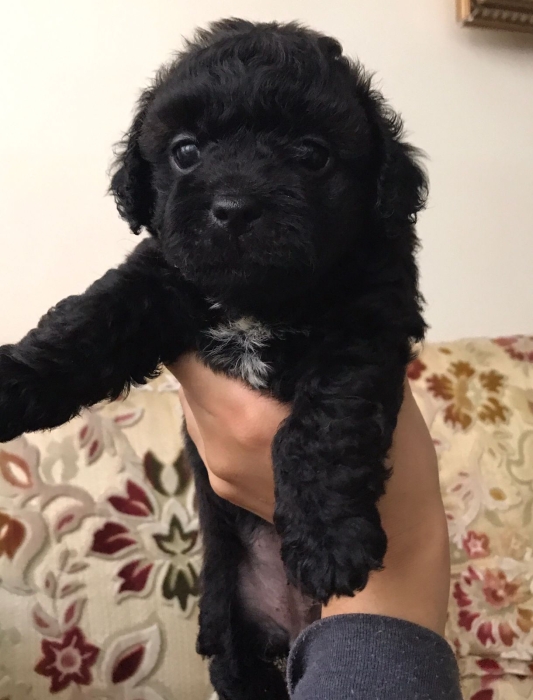 Adorables Chiots Caniche Toy