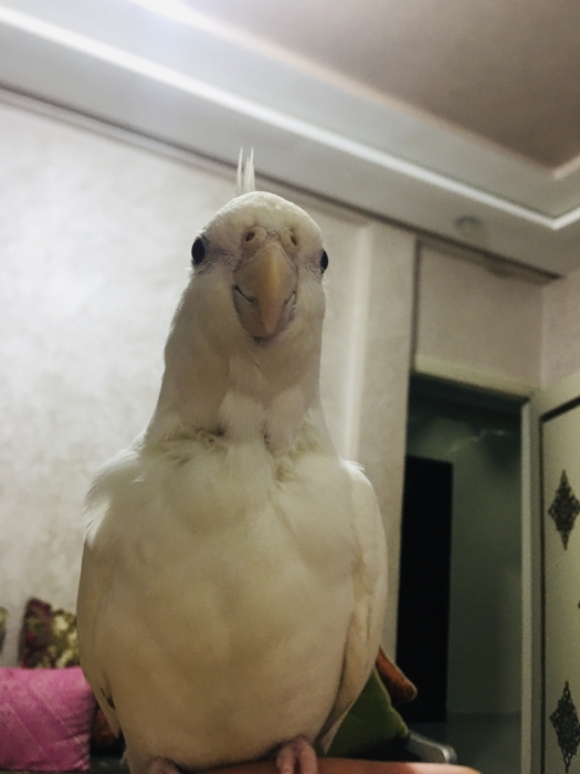 Calopsitte li bgahom marhba casablanca