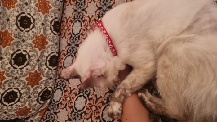 Cherche quelqu'un qui adopte mon chat