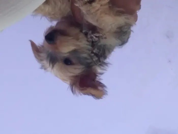 Chiot yorkshire terier