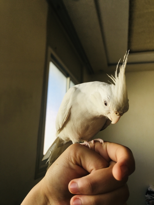 Calop7 mdrisi Casablanca