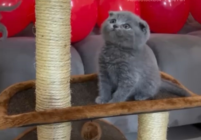 SCOTTISH FOLD
