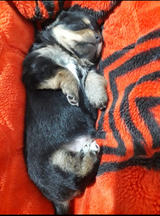 Caniche de race pure