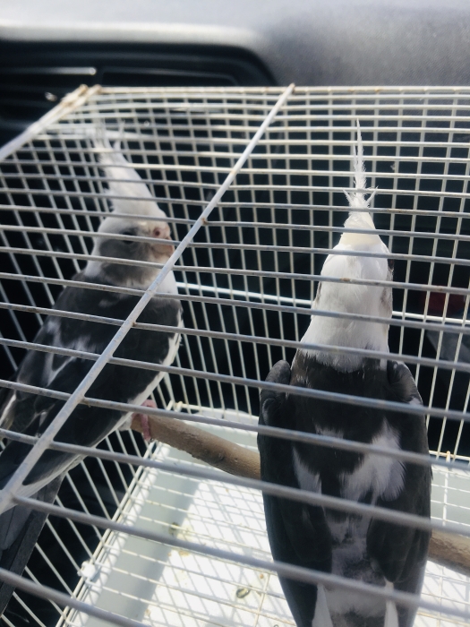 Oiseaux calop7 mdrisin mzyan casa