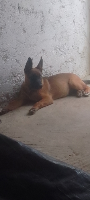 chien malinoi