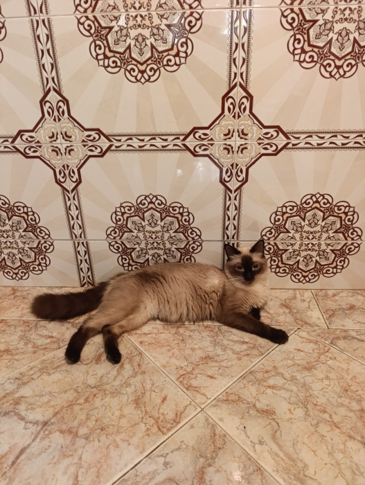 Siamois pure race en adoption