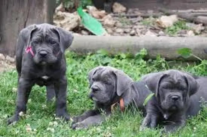 Cane corso