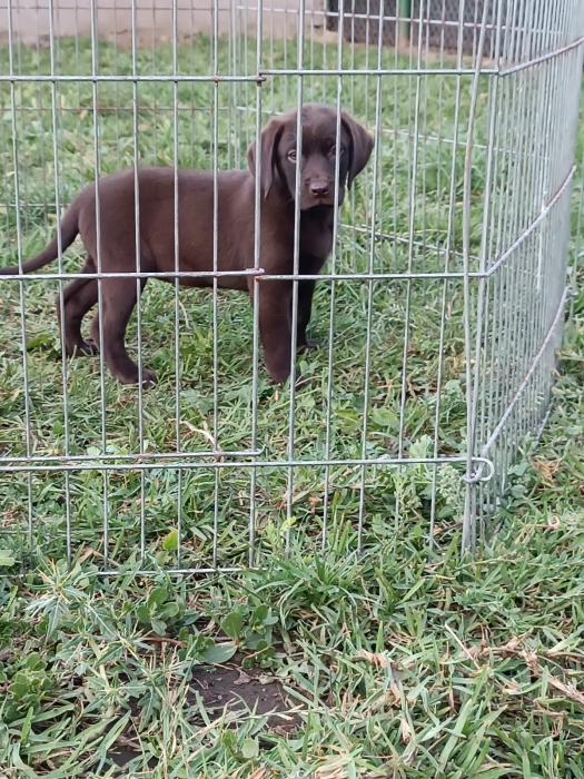 Labrador chocolat